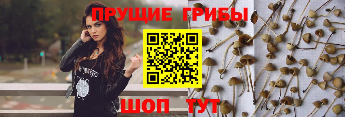 Псилоцибиновые грибы прущие грибы Новозыбков